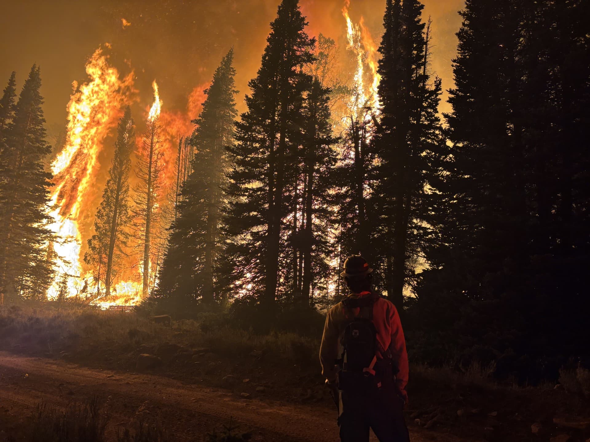 Crown fire burning through conifer forest during wildland fire suppression