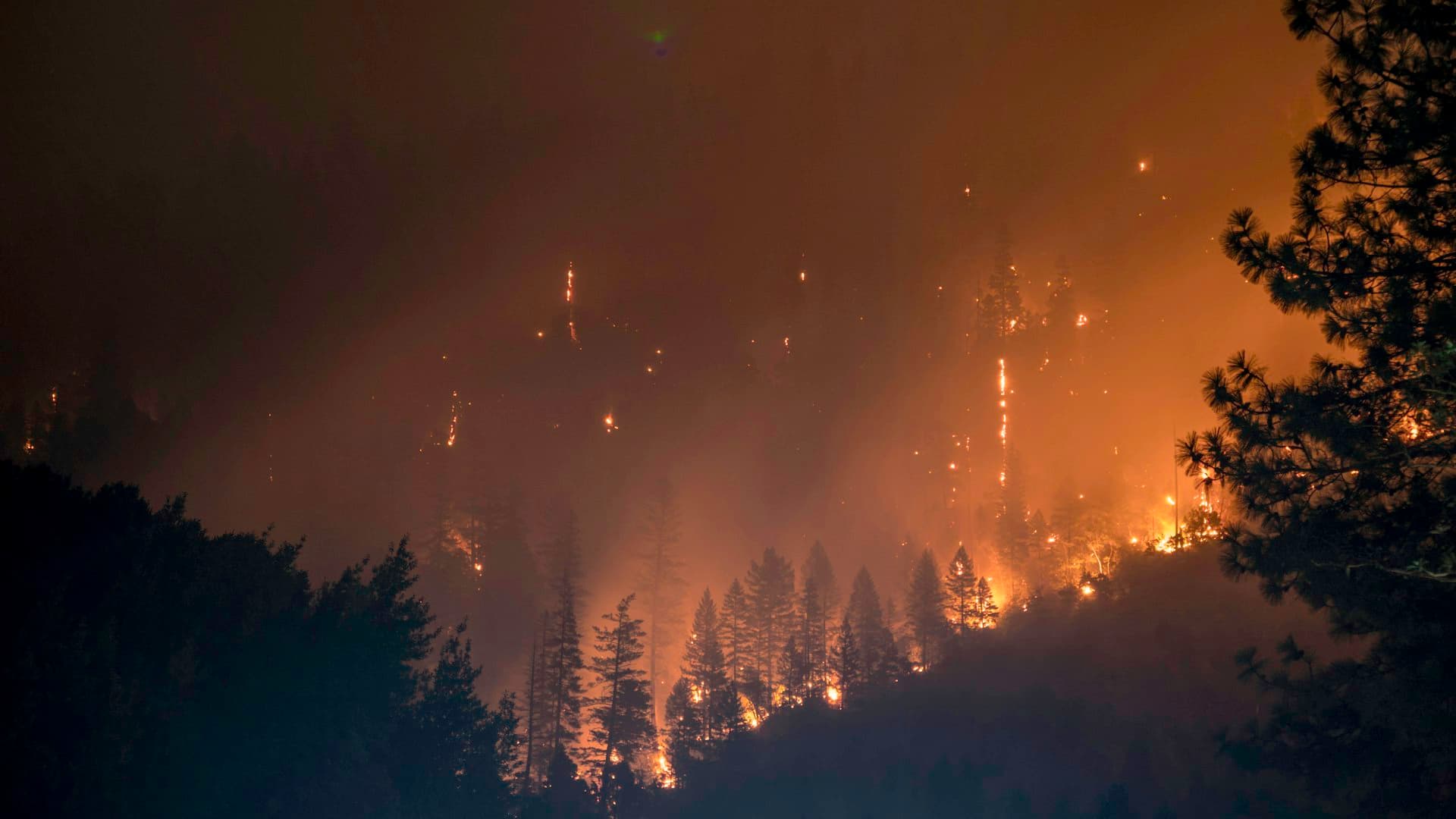 Forest fire burning through pine trees during wildland fire operations